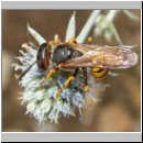 Philanthus triangulum - Bienenwolf w23.jpg